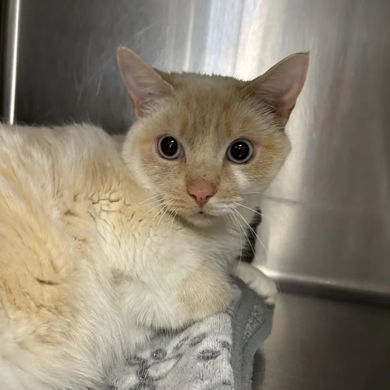 Snowball thumbnail 5