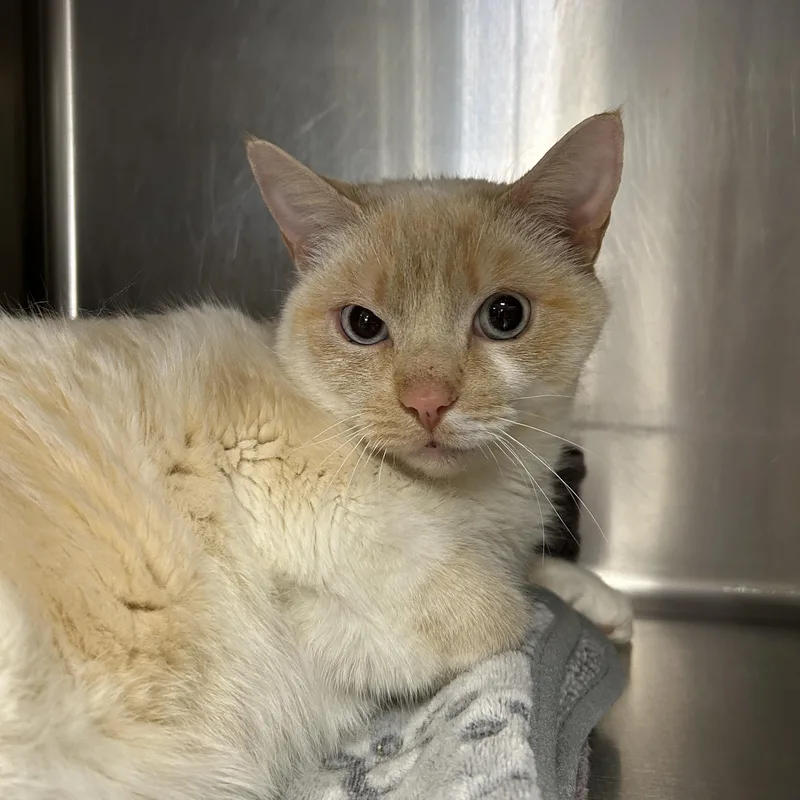 Snowball thumbnail 6