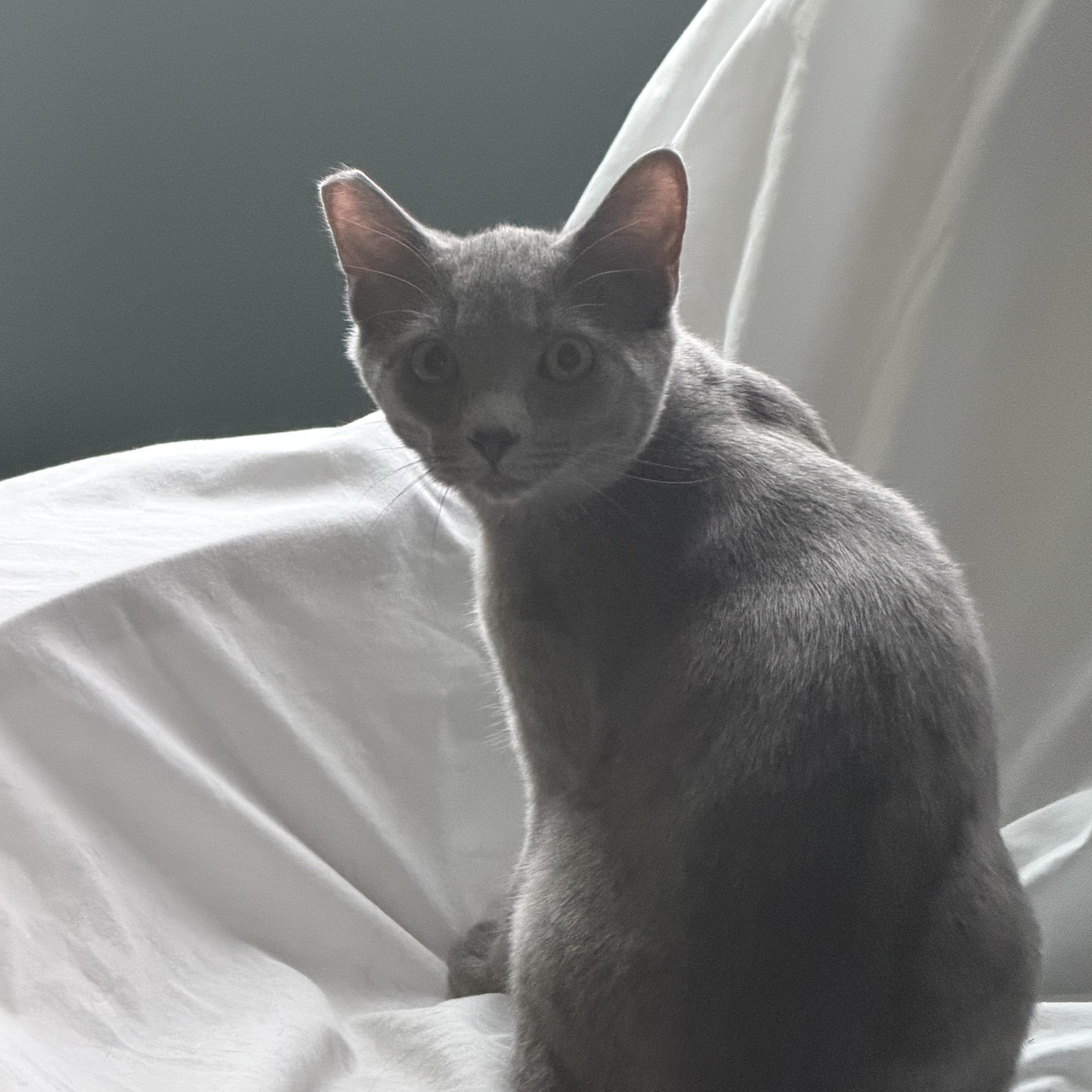 Sterling And Steel thumbnail 2