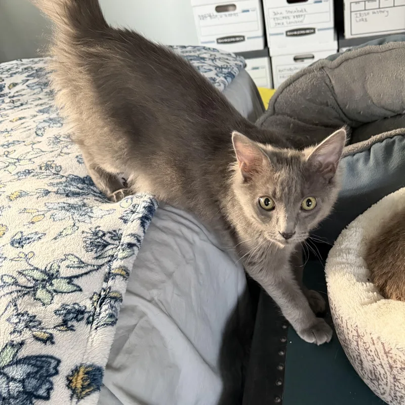 Sterling And Steel thumbnail 3