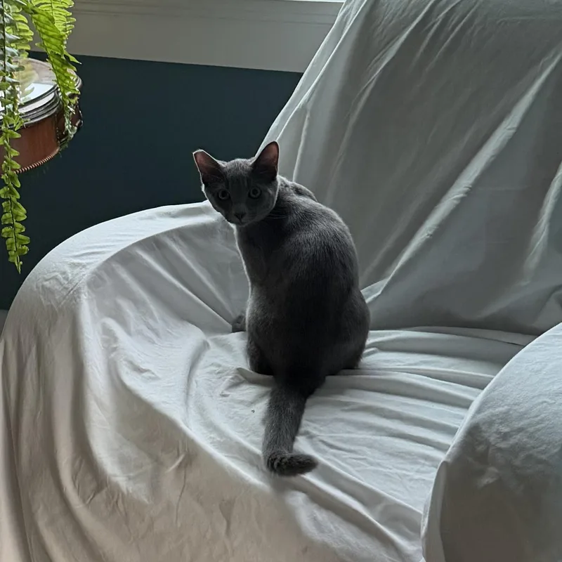 Sterling And Steel thumbnail 4