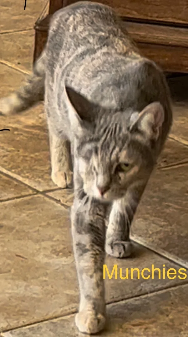 Munchies thumbnail 2