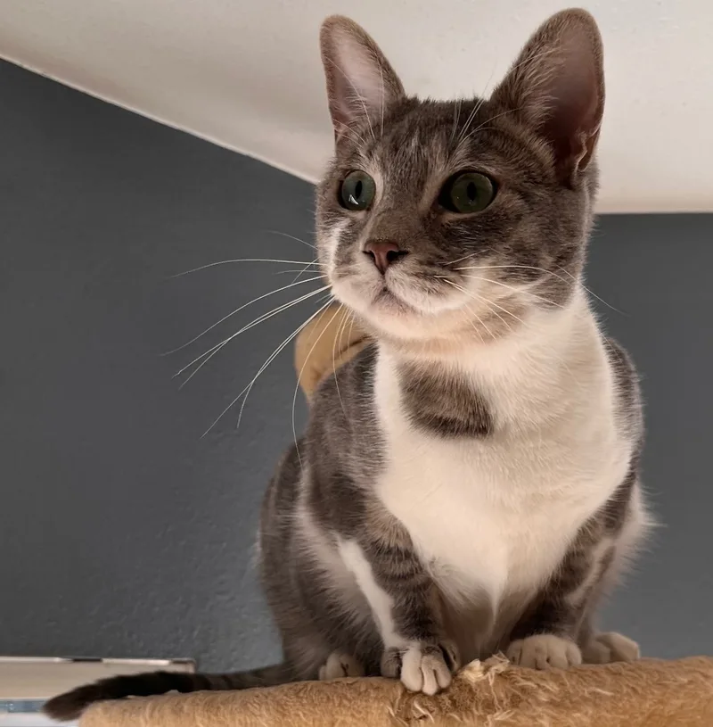 Oyster Cracker thumbnail 2