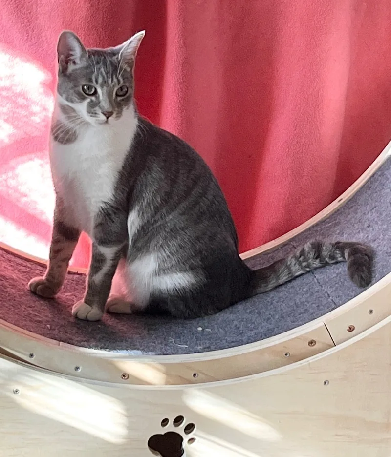 Oyster Cracker thumbnail 3