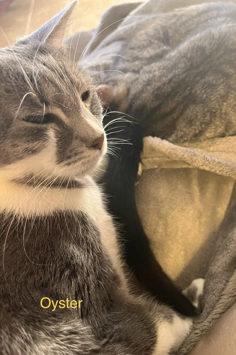 Oyster Cracker thumbnail 4