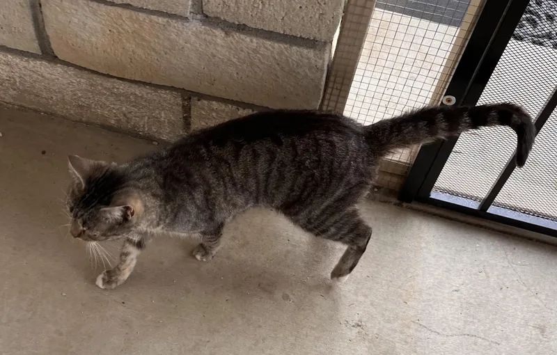 Lady Bird thumbnail 2