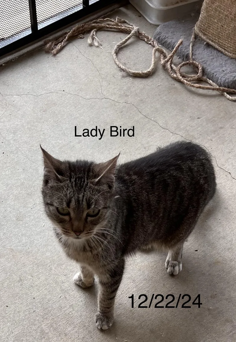 Lady Bird thumbnail 3