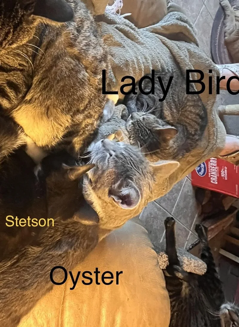 Lady Bird thumbnail 4