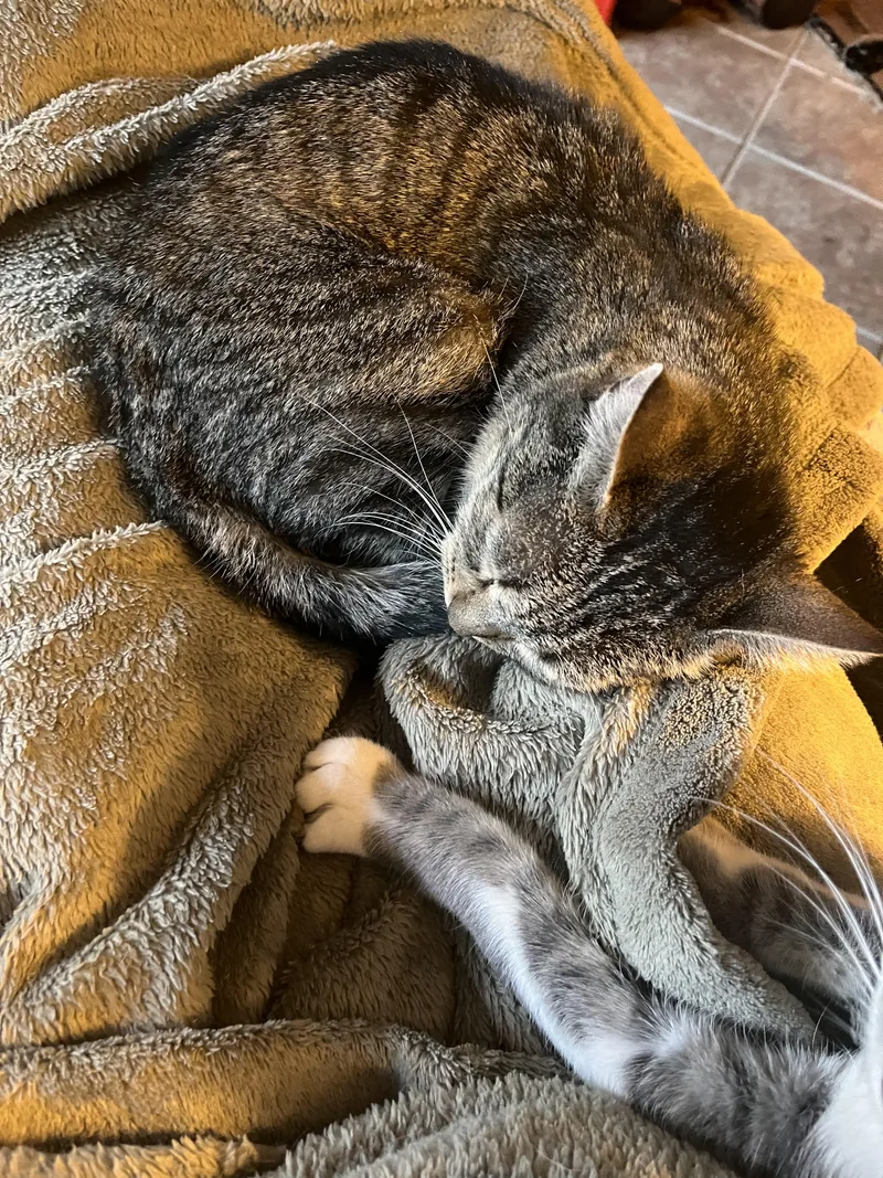 Lady Bird thumbnail 5