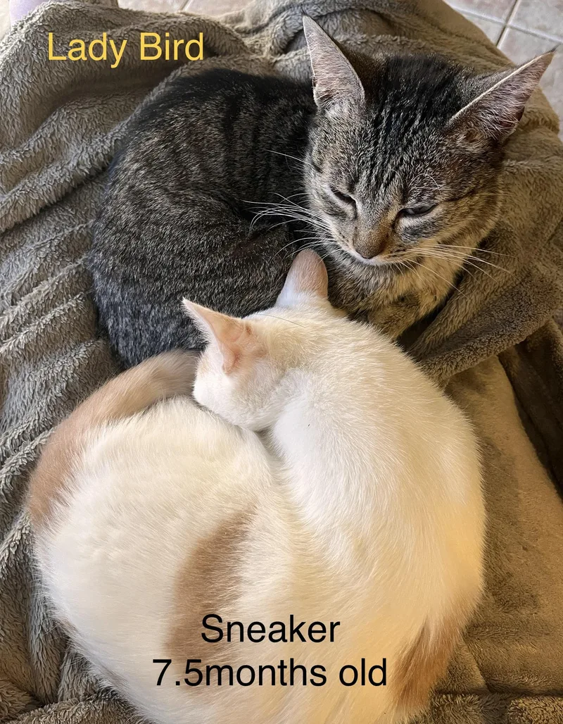 Lady Bird thumbnail 6