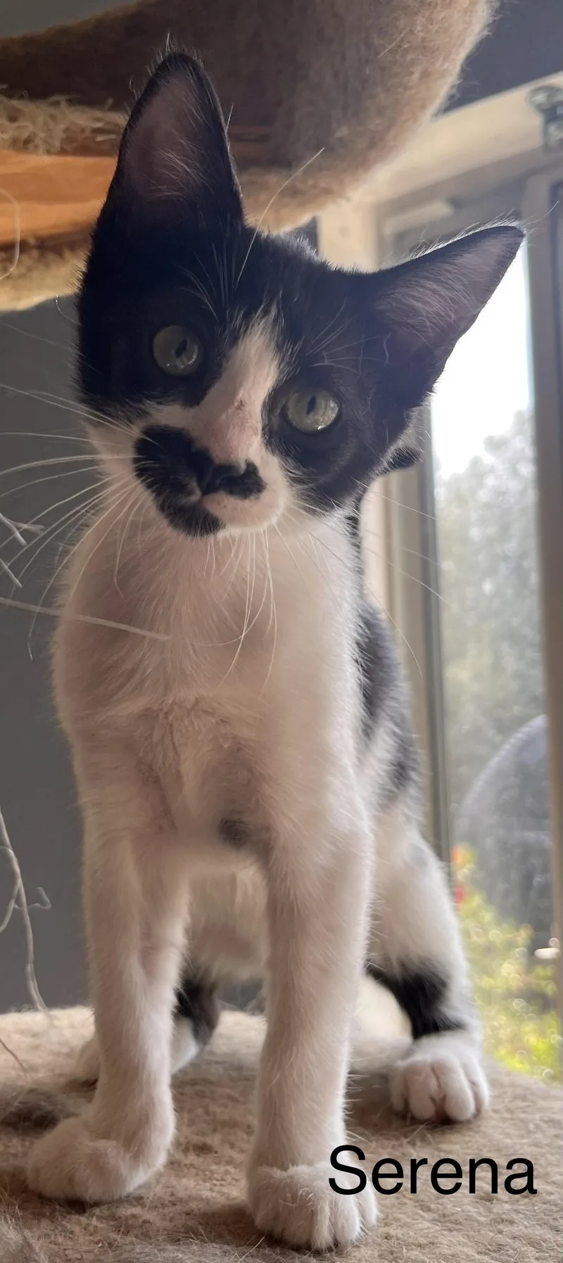 Serena