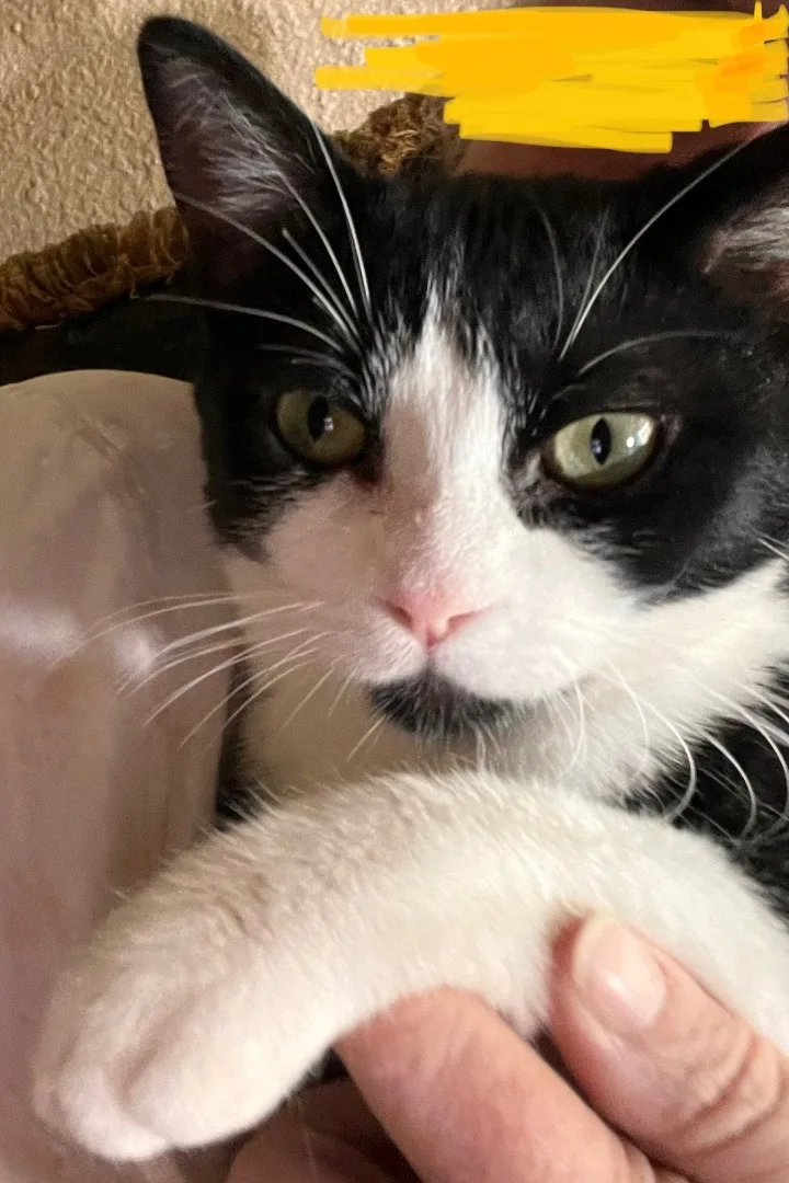 Soda Cracker thumbnail 2