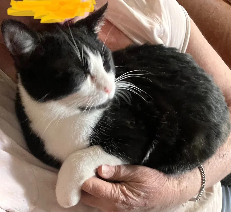 Soda Cracker thumbnail 3