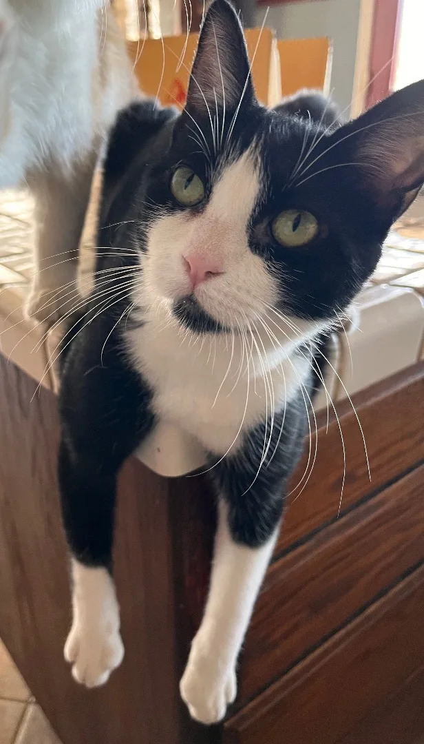 Soda Cracker thumbnail 4