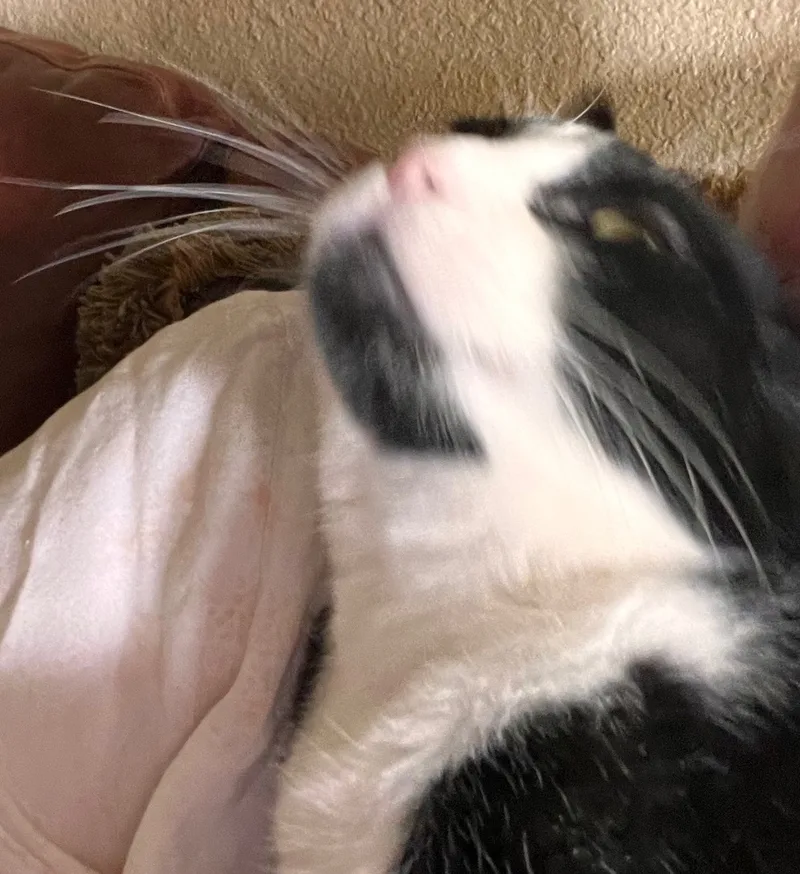 Soda Cracker thumbnail 5