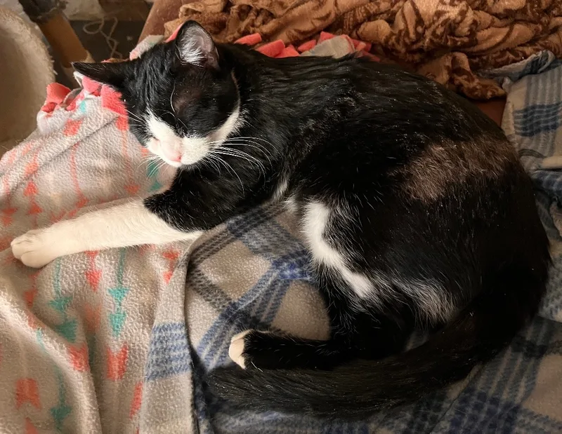 Soda Cracker thumbnail 6