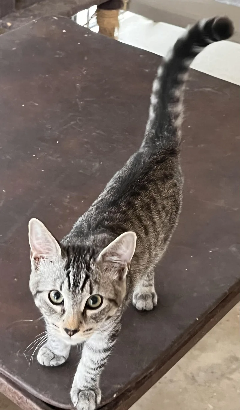 Sterling thumbnail 2