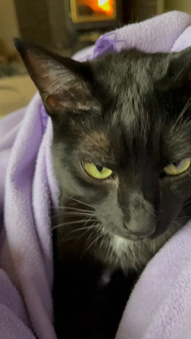 Connie Morgan thumbnail 2