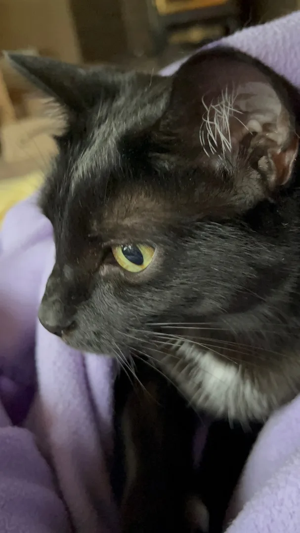 Connie Morgan thumbnail 4