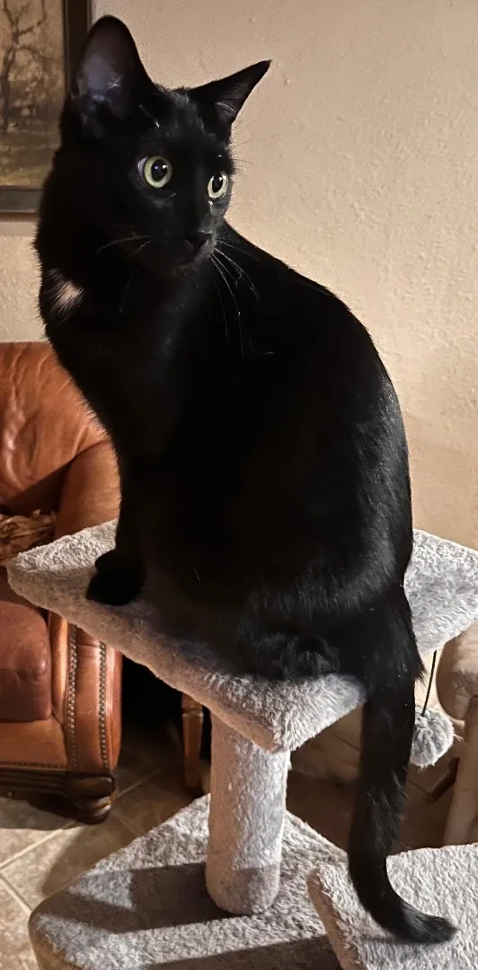 Connie Morgan thumbnail 5