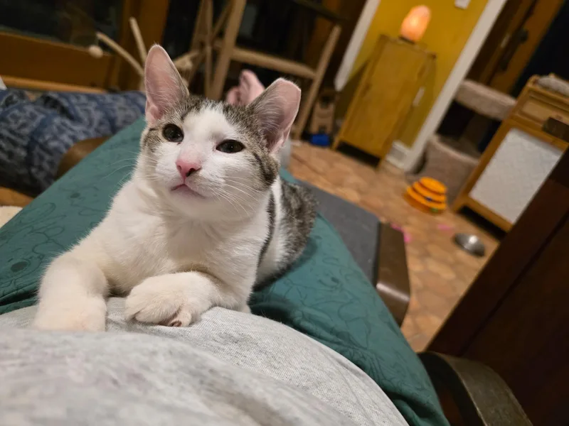 Cranberry thumbnail 2