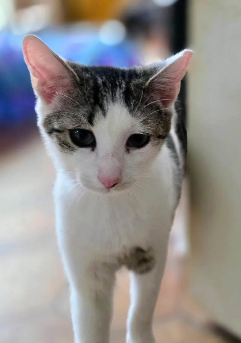 Cranberry thumbnail 3