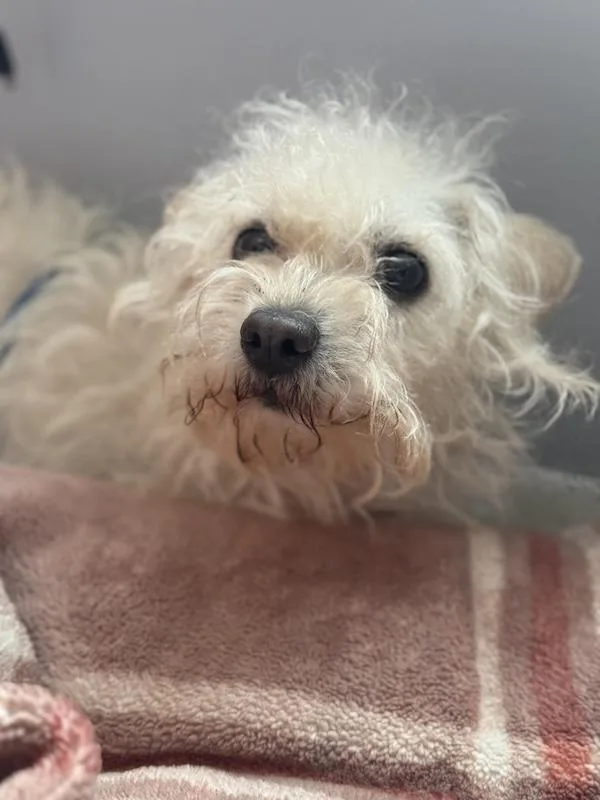 Charlotte thumbnail 2