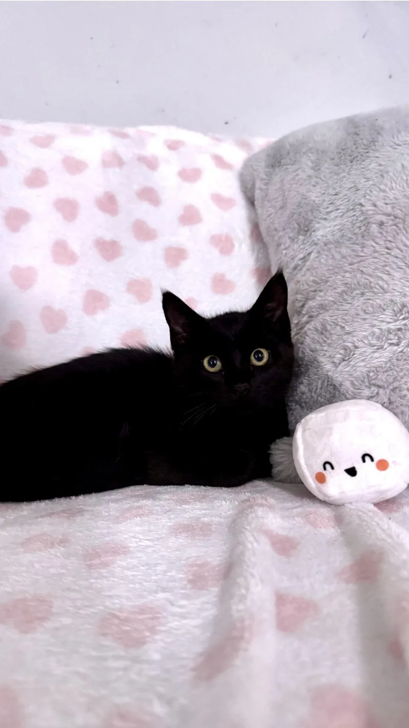 Arnold & Palmer Bonded thumbnail 2