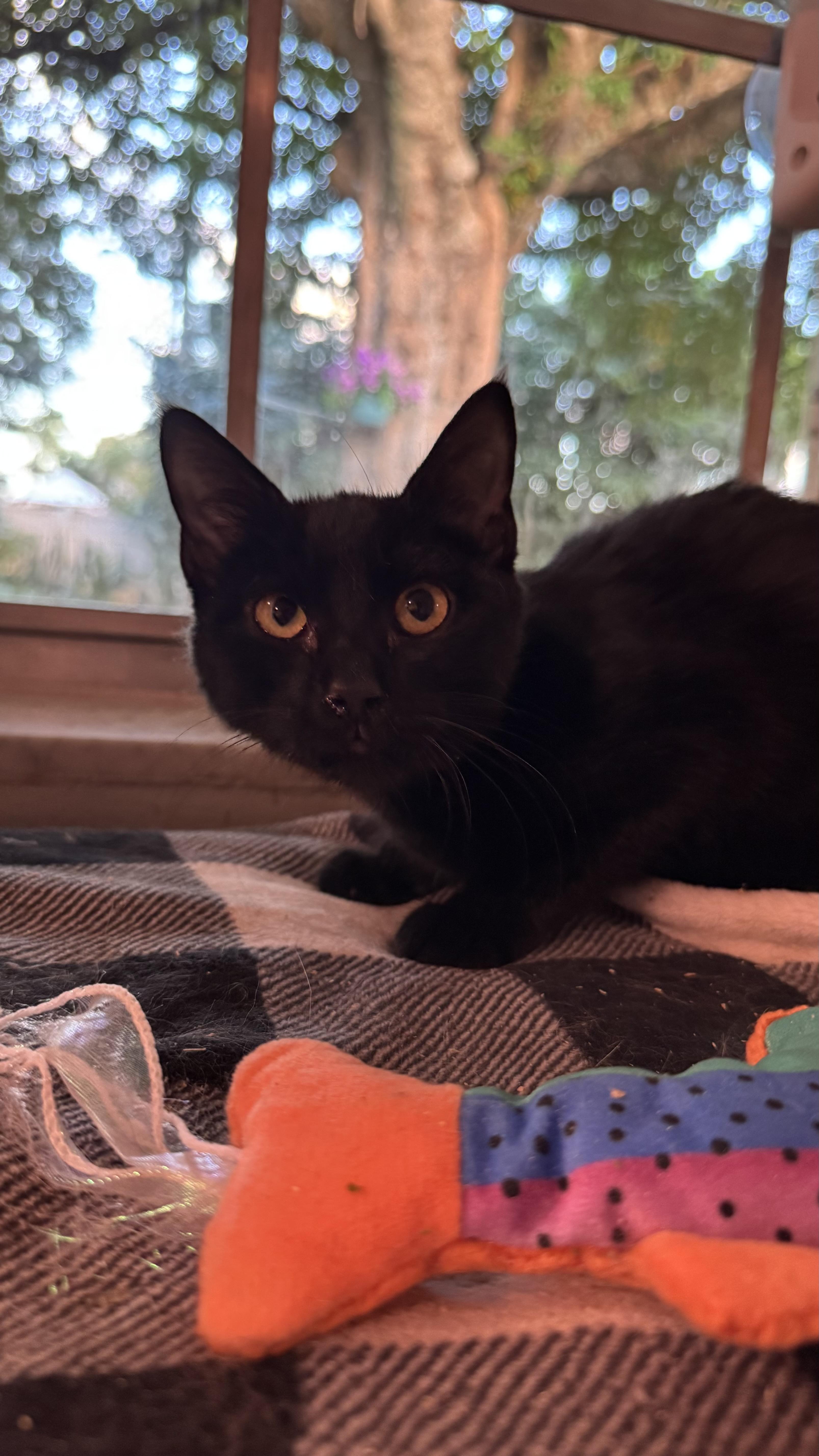 Arnold & Palmer Bonded thumbnail 3