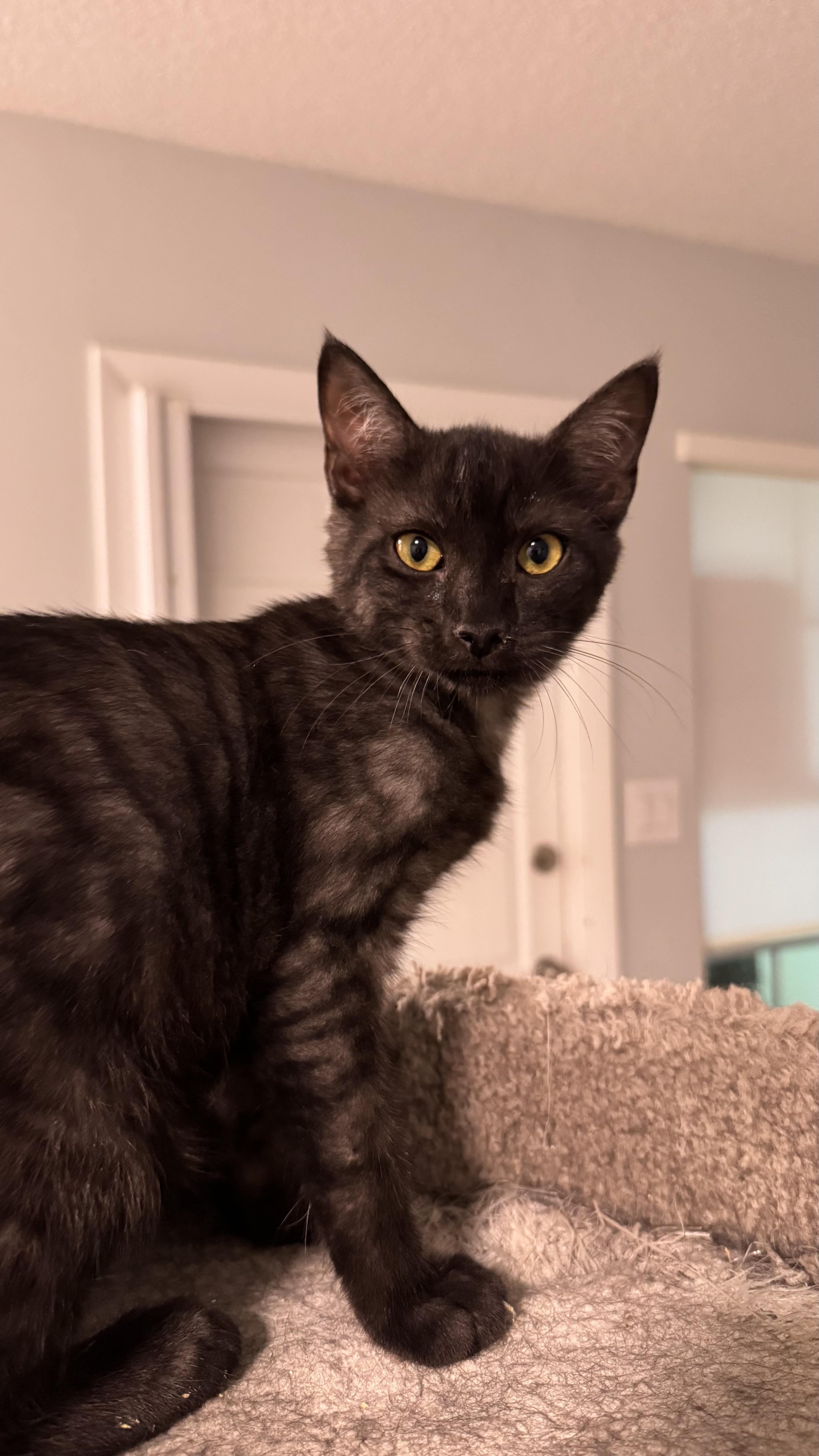 Arnold & Palmer Bonded thumbnail 4