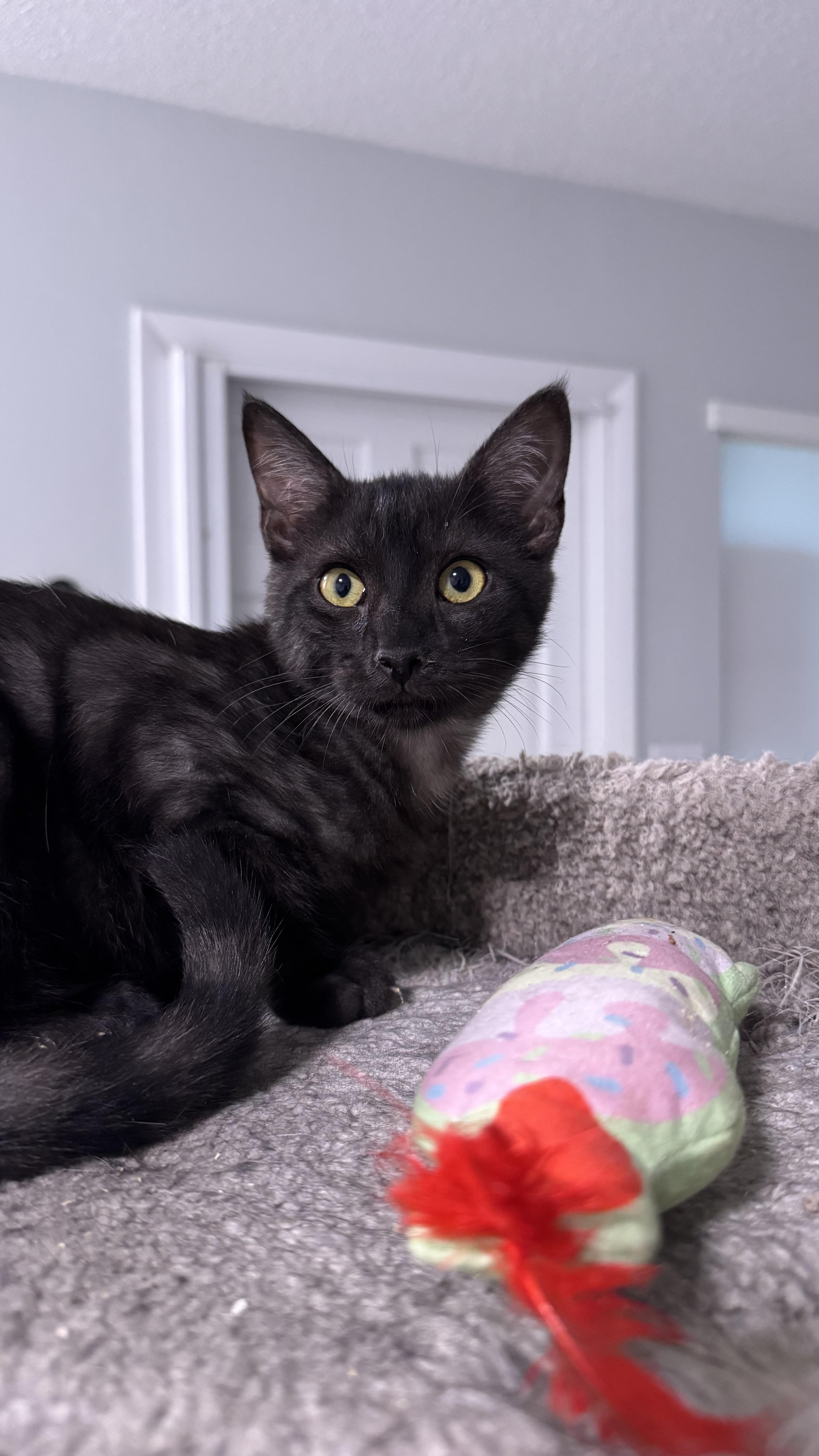 Arnold & Palmer Bonded