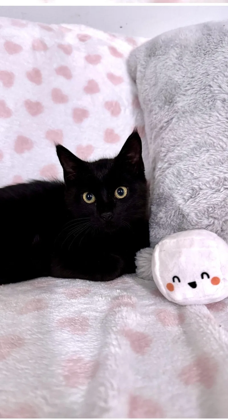 Arnold & Palmer Bonded thumbnail 5