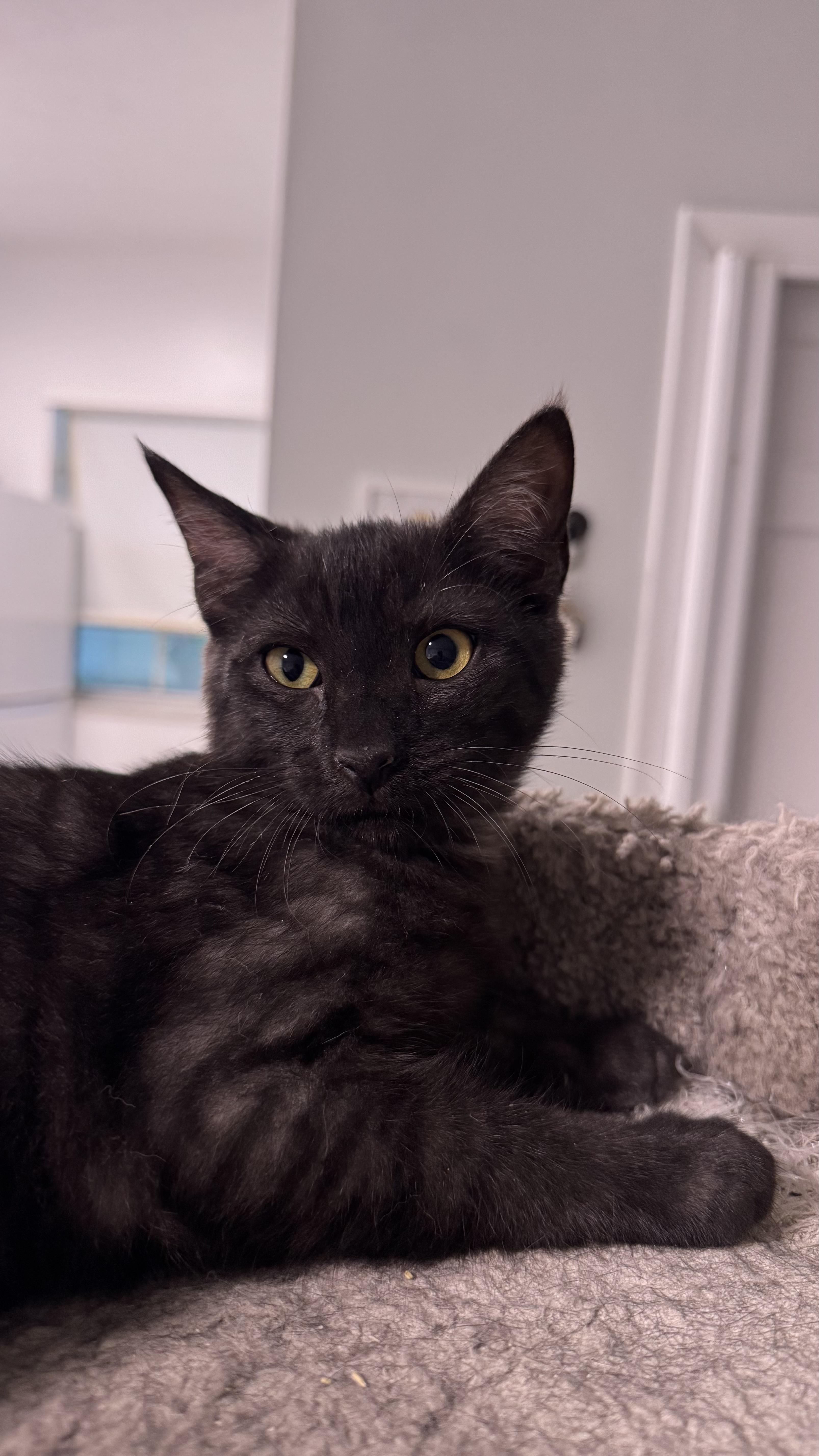 Arnold & Palmer Bonded thumbnail 6