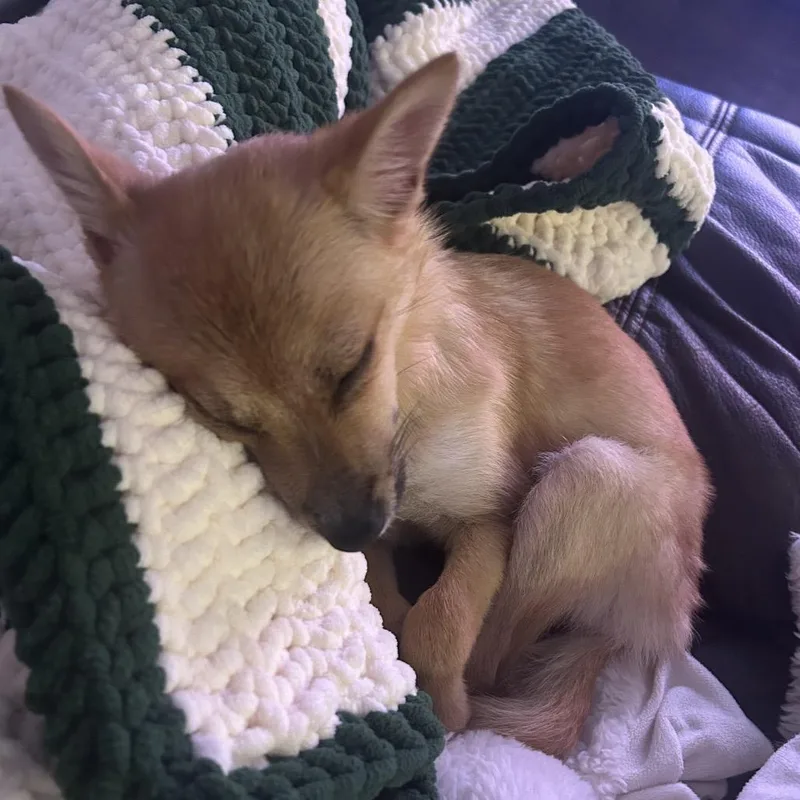 Miss Fennec thumbnail 2