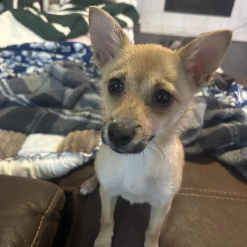 Miss Fennec thumbnail 3