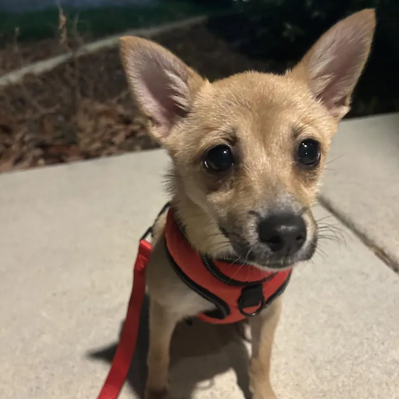 Miss Fennec thumbnail 4