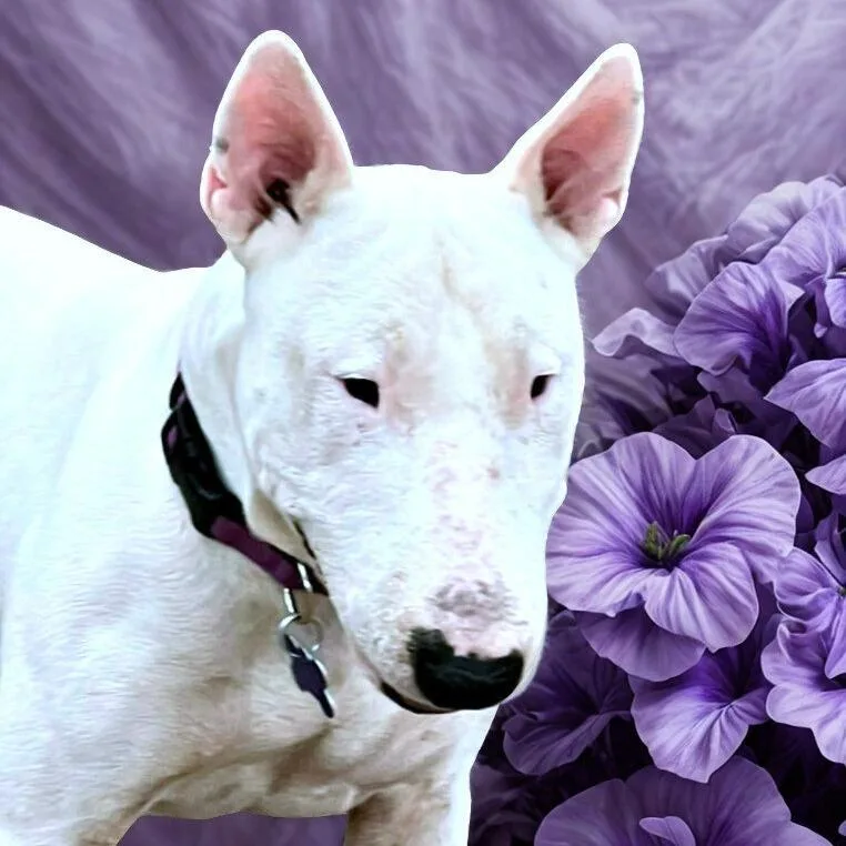 Petunia thumbnail 5