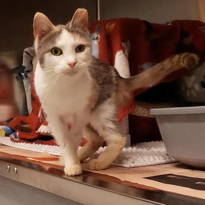 Valentine thumbnail 2