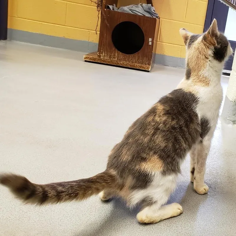 Valentine thumbnail 3