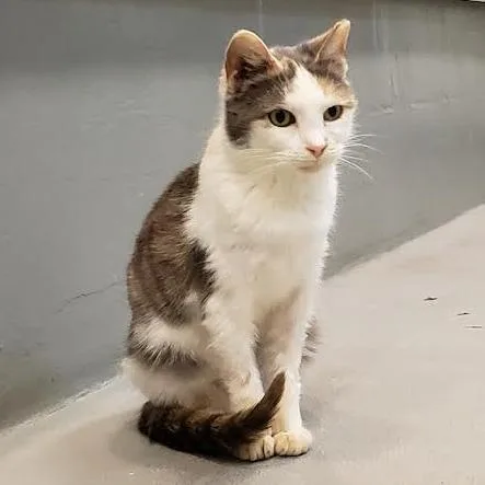 Valentine thumbnail 4