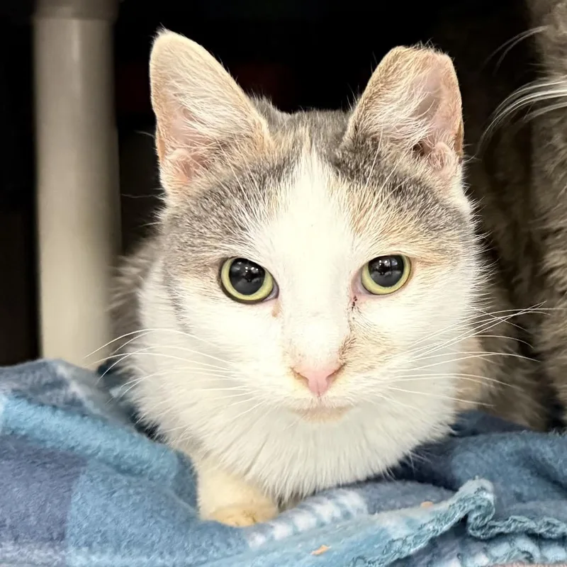 Valentine thumbnail 5