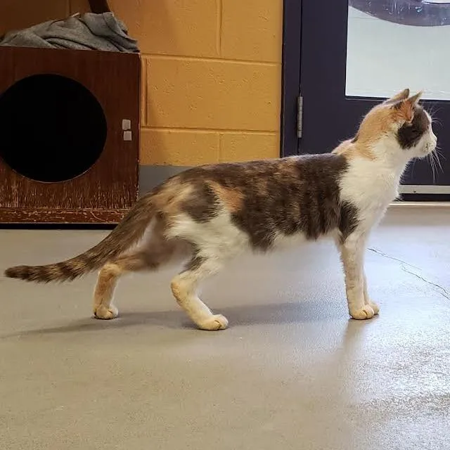 Valentine thumbnail 6