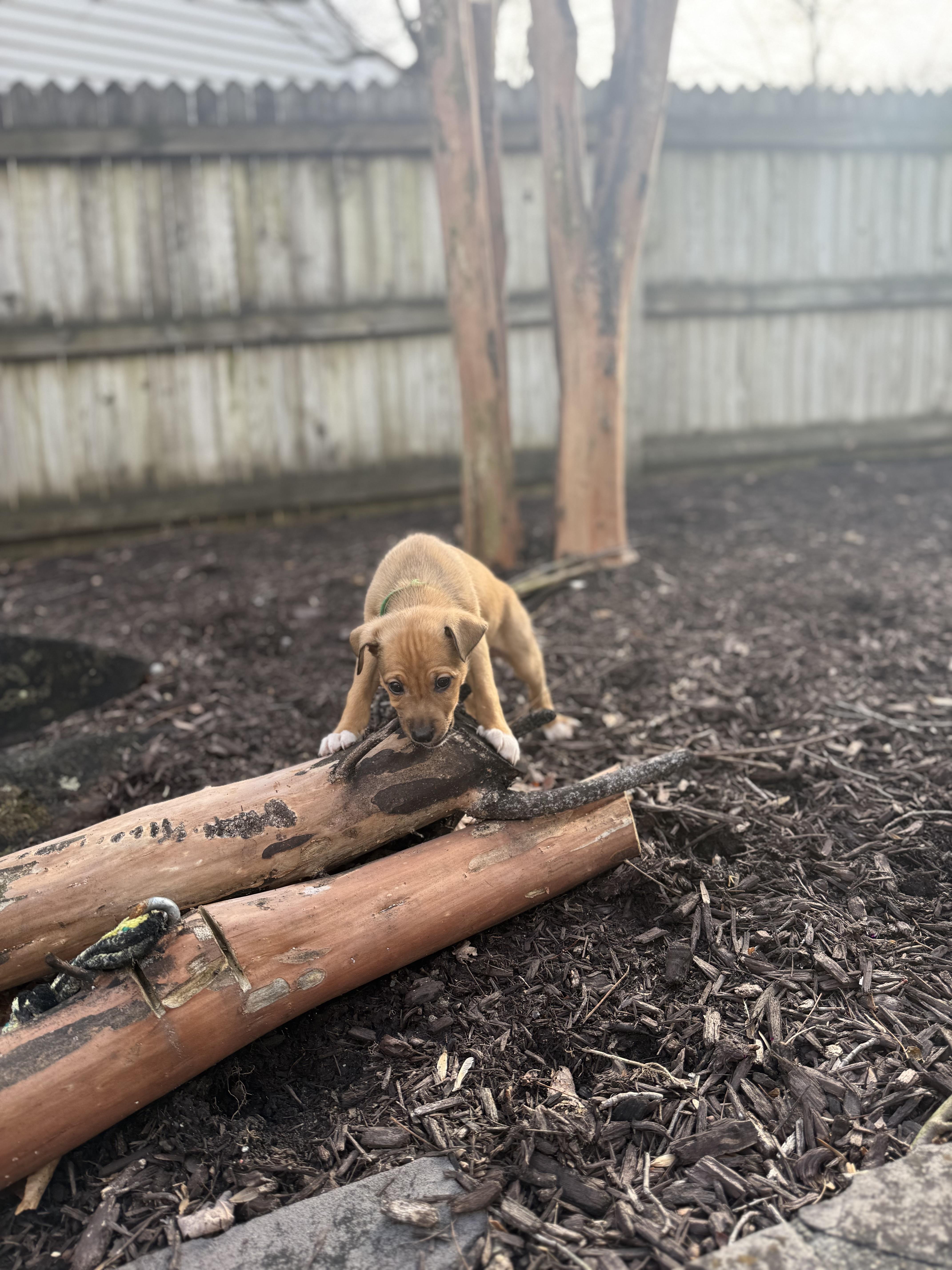 Walnutta thumbnail 2