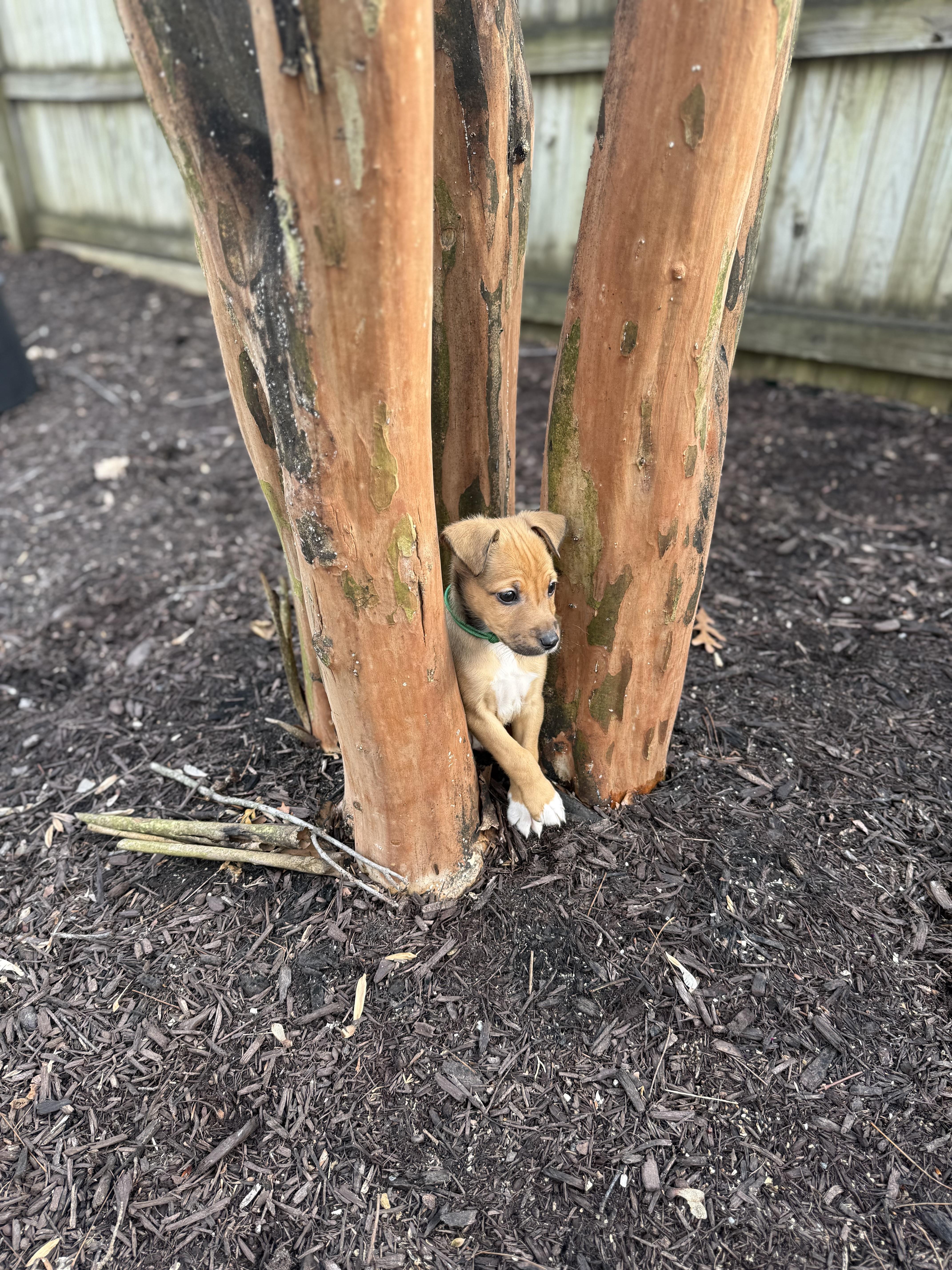 Walnutta thumbnail 3