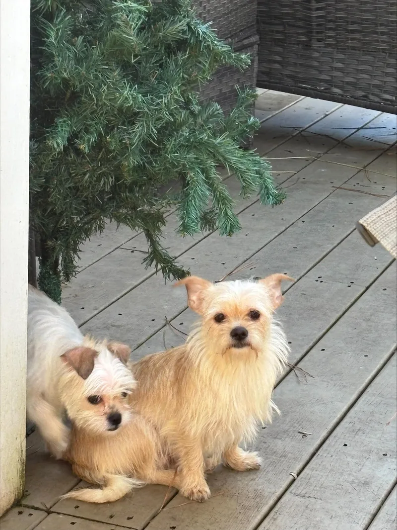 Cinnamon thumbnail 2