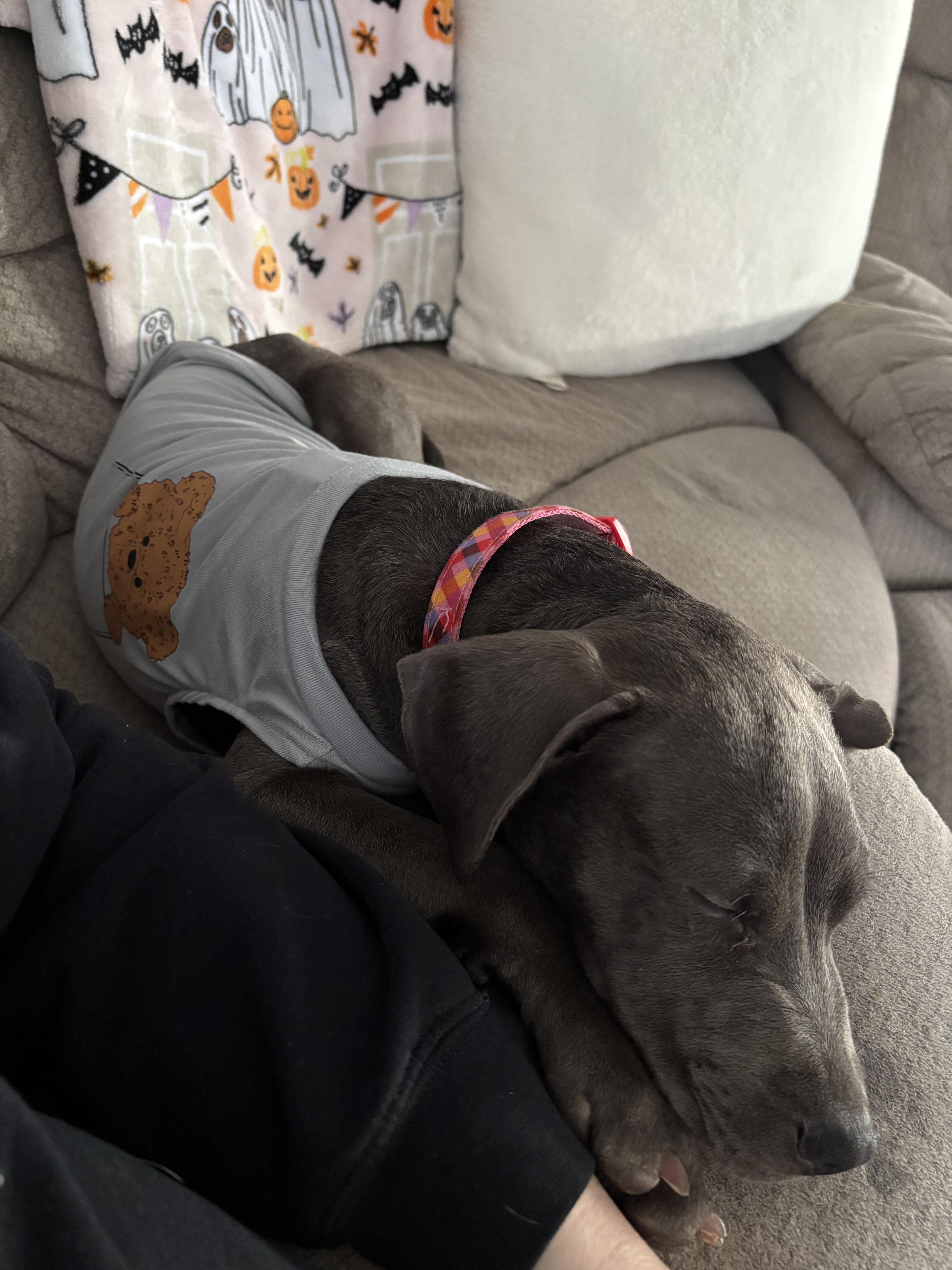 Chazz Michael Michaels