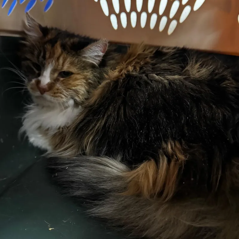 Braelynn thumbnail 2