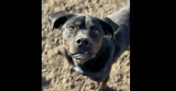 Outlaw Potato thumbnail 2