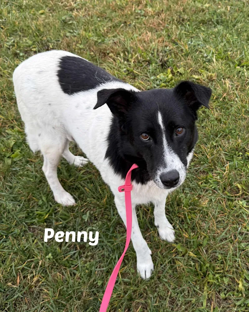 Penny