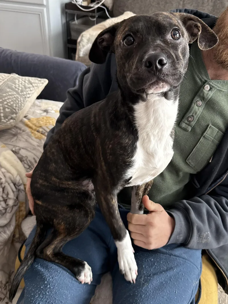 Jalapeño thumbnail 2